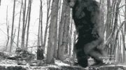 Stomp 3