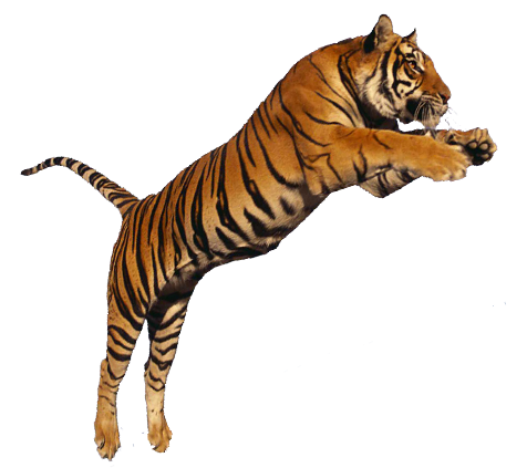 Image - Tiger-jumping-transparent-png-image.png | VS ...