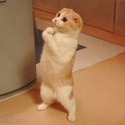 200220-cats-cat-stand-up
