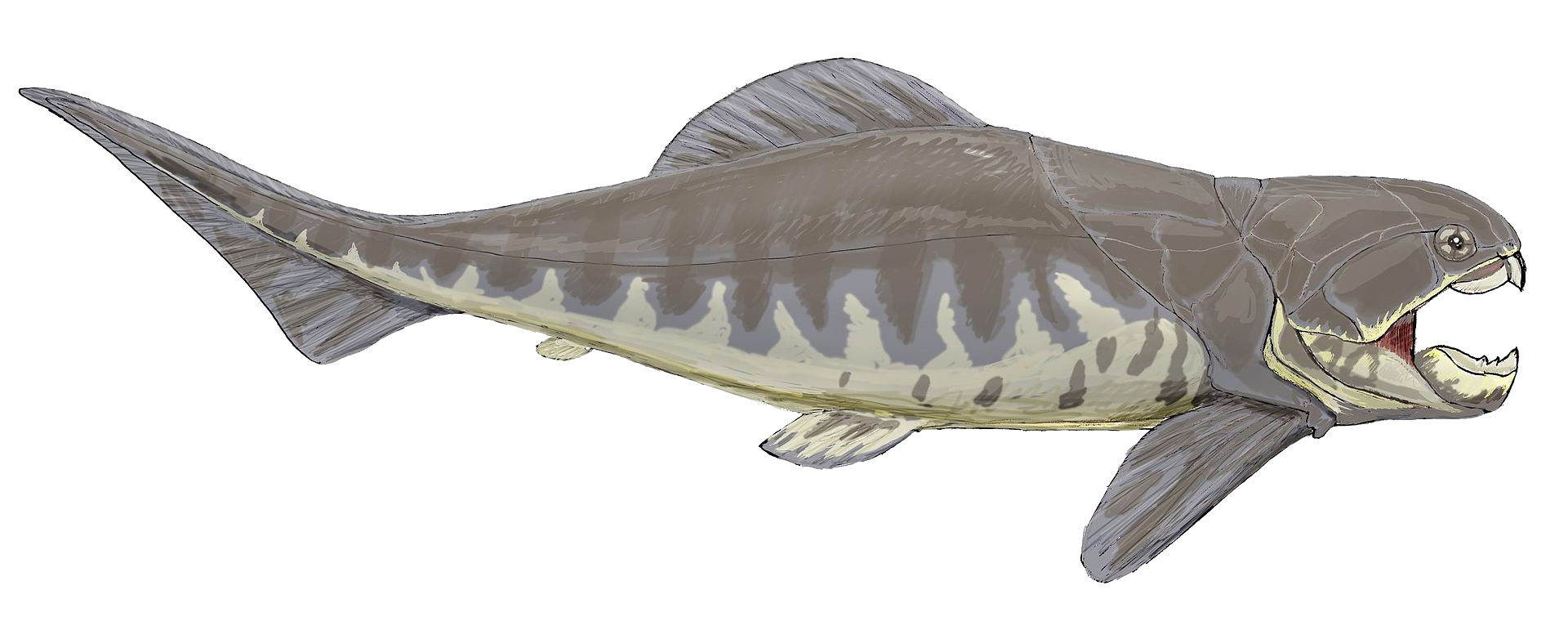 liopleurodon vs megalodon vs dunkleosteus