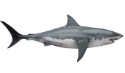 Megalodon