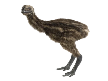 Moa
