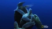 Turtle strength2 Turtle strength2