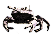 Crab tank 3