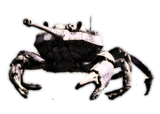 Crab tank 3