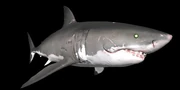 GreatWhite-1- GreatWhite-1-
