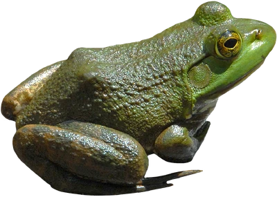 American bullfrog