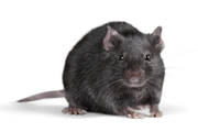 RatRealLife