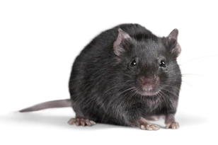 RatRealLife