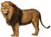 Liontransparent Liontransparent