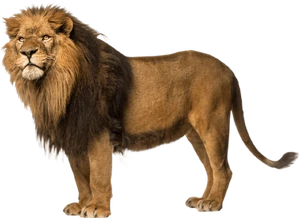 Liontransparent Liontransparent
