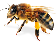 Bee-PNG-8