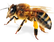 Bee-PNG-8