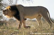 African-lion-roaring