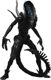 Xenomorph