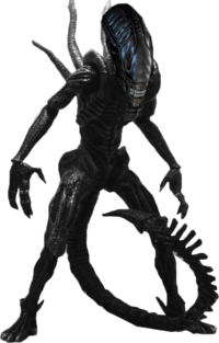 Xenomorph