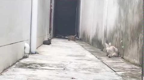 Ultra instinct cat