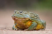 African Bullfrog African Bullfrog