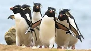 Thesquad