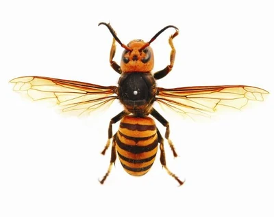 Murderwasp