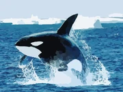 Orca-295051 960 720