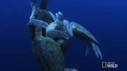 Turtle strengh1 Turtle strengh1