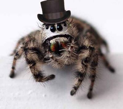 Unibrow spider with top hat n monocle