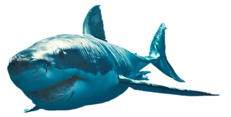 EhJG95 EhJG95