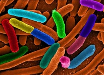 TestEcoli TestEcoli