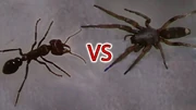 AntvsSpider