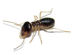 Worker termite-1-