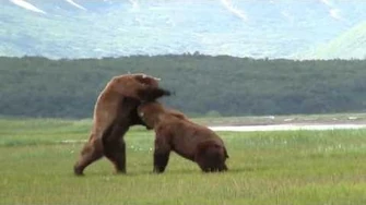 Battle Of The Giant Alaskan Grizzlies, grizzly vs grizzly, alaska