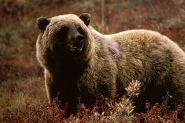 Bear Bear