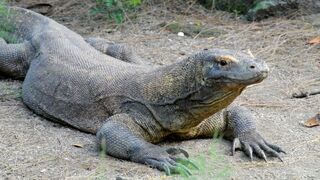 KomodoDragon