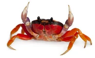 Crabby