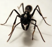 Dino ant-1-