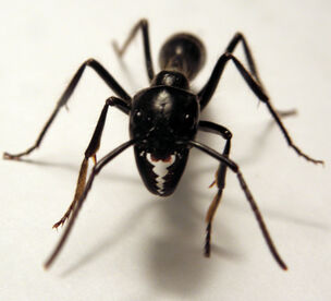 Dino ant-1- Dino ant-1-