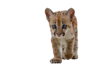puma wiki platform