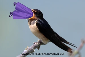 SWALLOW REVERSAL SWALLOW REVERSAL