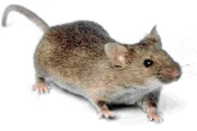 House Mouse House Mouse