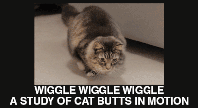 Cat butt wiggle