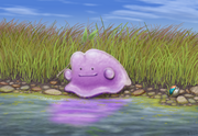 Ditto by racieb-1-