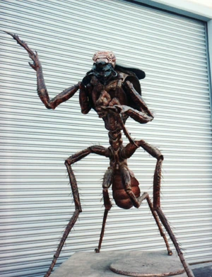 Judasbug