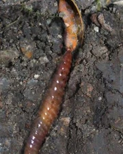 Earthworm