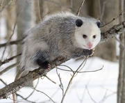 Opossum Opossum