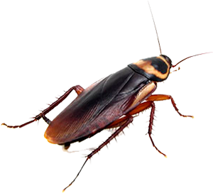 Roach