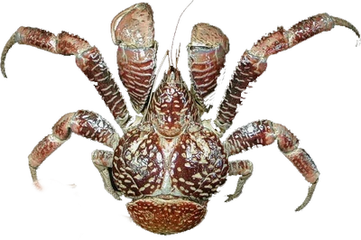 Coconut crab