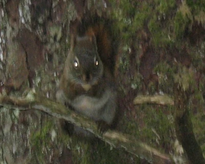 There is no squirrel, only Zuul.
