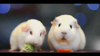 Hello darkness my old friend version two guinea pigs