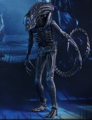 Aliens Warrior Xenomorph